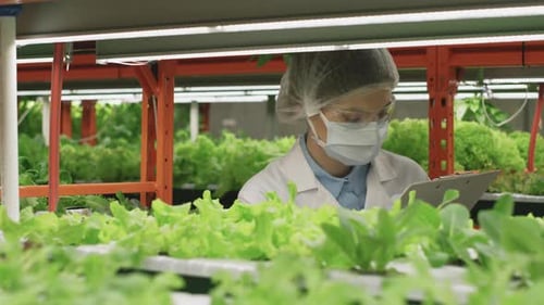 Scientist Inspecting Lettuce at Hydroponic Vertical Farm