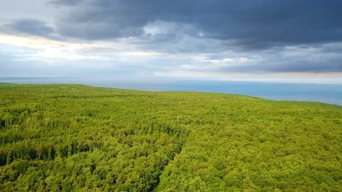 Forest Near Sea