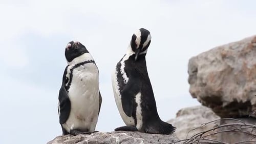Pingouins prenant un bain de soleil sur les rochers de Betty's Bay en Afrique du Sud