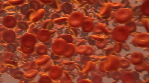 Close up of the red blood cells flowing in the artery. Life in the blood vessel.