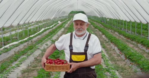 Mature Man Walking on Field with Basket of Strawberries