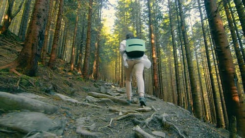 Woman Traveling in a Dense Fairy Forest Climbing Up