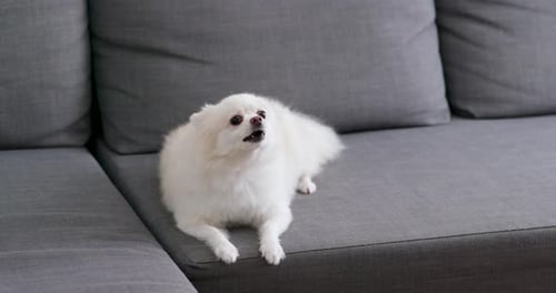 White Pomeranian Dog Resting Calmly on Gray Sofa