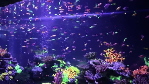 Colorful Fish Swimming in a Lit Aquarium