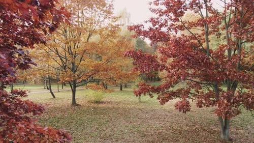 Scenic Autumn Trees in a Colorful Park