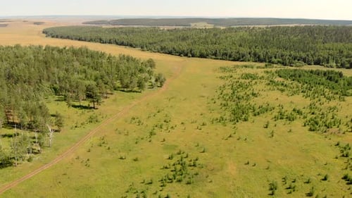 Birch Grove and Dense Forests Surround Green Meadows Covering Hills and Fields