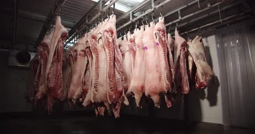 Raw Pork Carcasses Hanging in a Meat Warehouse