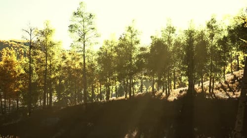 Sunset with Orange Clouds on the Sky and the Rays of the Sun