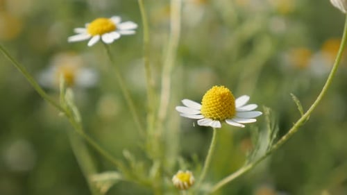 Herbaceous common Chamomile spring flowers 4K 2160p 30fps UltraHD footage - Matricaria recutita plan
