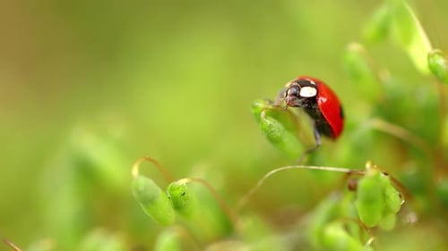 Closeup Wildlife Ladybug Green Grass Forest
