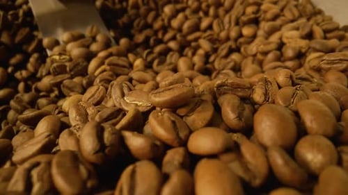 Roasting Process in an Industrial Coffee Roasting Machine in a Factory