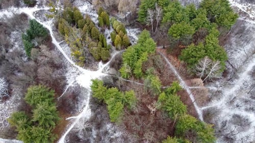 Fliegen Sie über verschneite Winterpark-Gassen, Kiefern, kahlen