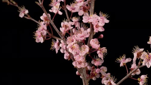 Pink Flowers Blossoms on the Branches Cherry Tree