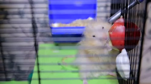 Hamster Munching Food Inside Cage Close-Up