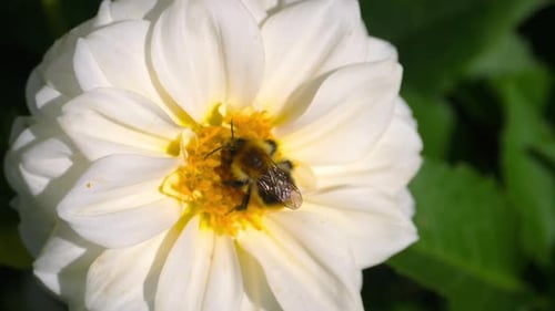 Bourdon sur fleur de dahlia