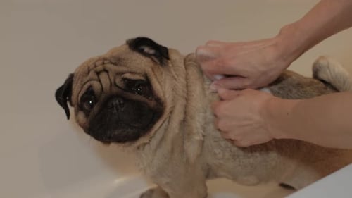 Adorable Pug Receives Bath in a Tub