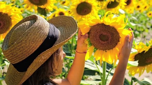 A Child in a Field of Sunflowers