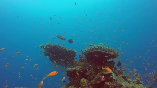 Underwater Sea World Life