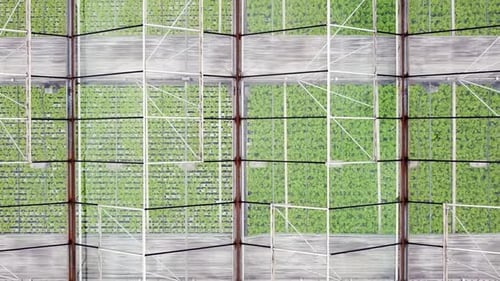 Aerial View Greenhouse Plantation with Greenery