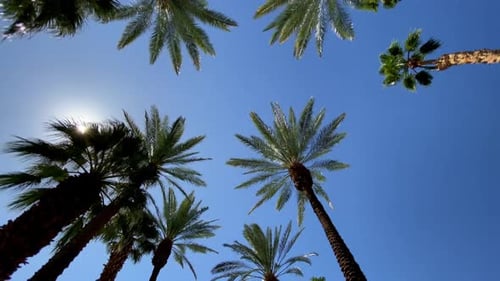 Camera looks up as it moves past rows a palm trees