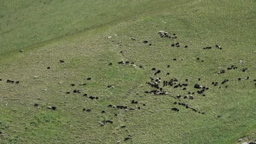 Herd of Sheep Grazing on a Green Hillside