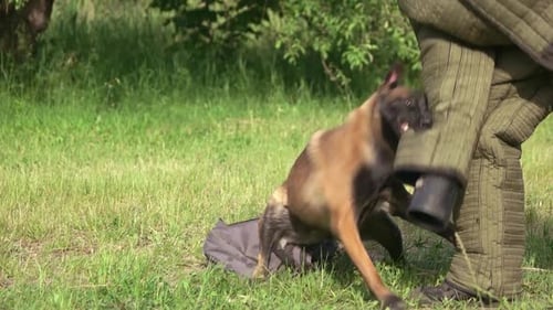 Dog Bites Arm of Trainer on Green Grass