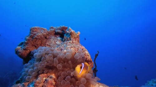 Clownfish in Anemone on Coral Reef Underwater