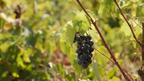 Vignoble en gros plan avec la plante Vitis vinifera 4K 2160p 30 images par seconde en UltraHD - Raisin commun violet vi