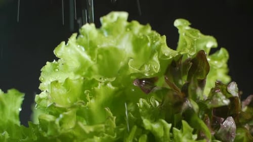 Fresh Lettuce Sprinkled with Water in Close Up
