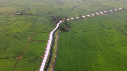 Aerial view green paddy field