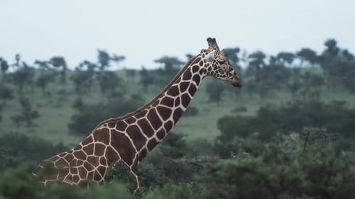 Eine große Giraffe, die langsam hinter den Büschen in der kenianischen Tierwelt läuft — Weitwinkelaufnahme