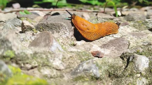 Makro-Video zum Schneckenkriechen
