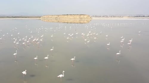 Flying Low Over Beautiful Flamingos Floating On Clear Water Lake, Small Island In Background, Larnac