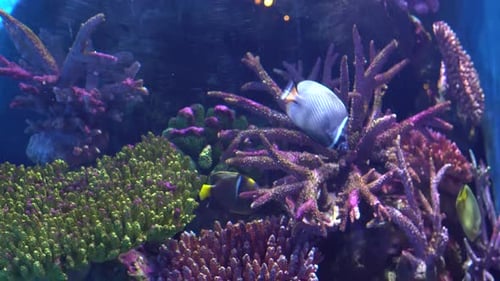 Exotic Angelfish, Pomacanthidae in An Aquarium, Floating Between Colorful Corals