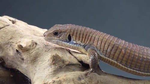 Lézard plaqué du Soudan - Gerrhosaurus Major sur chicot en bois sur fond noir. Gros plan