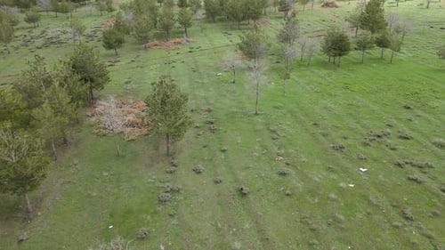 green fields trees