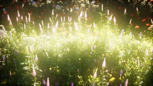 Wild Flowers in the Field