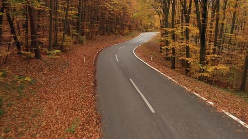 Flying Close Over Curvy Road in Forest