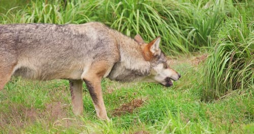 Wolf Eating Meat in Forest
