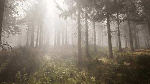 Sunbeams in Natural Spruce Forest