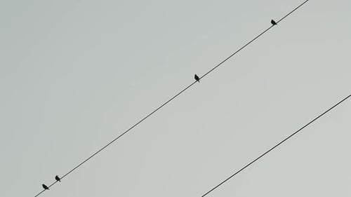 Birds Perched on Power Lines Fly Away