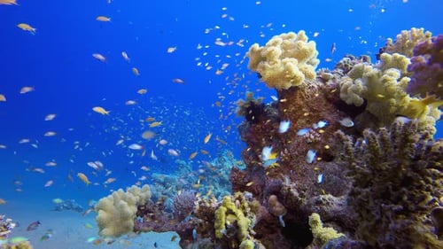 Underwater Sea Coral Reef