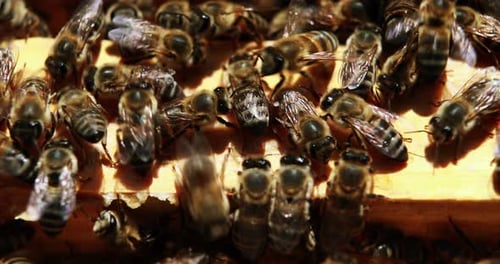 Close-up of honey bee frame covered with bees