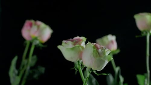 Fresh Pink and White Roses on Black Background