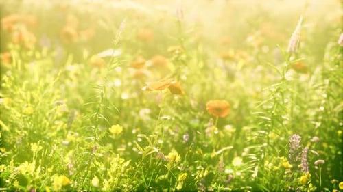 Wild Field of Flowers at Sunset