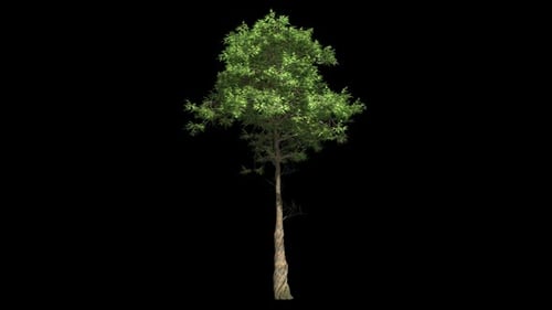 Animated Realistic Green Tree Swaying with Alpha Channel