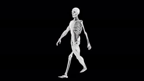 4K Male Anatomy Walk