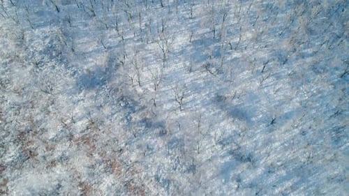 Aerial Winter Mountain Landscape of a Frozen Forest with Snow and Ice Covered Trees on a Sunny
