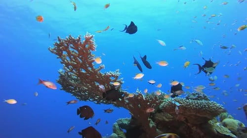 Coral Reef Ecosystem with Vibrant Fish Swimming