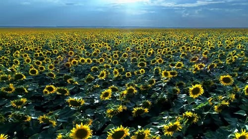 Sunflowers